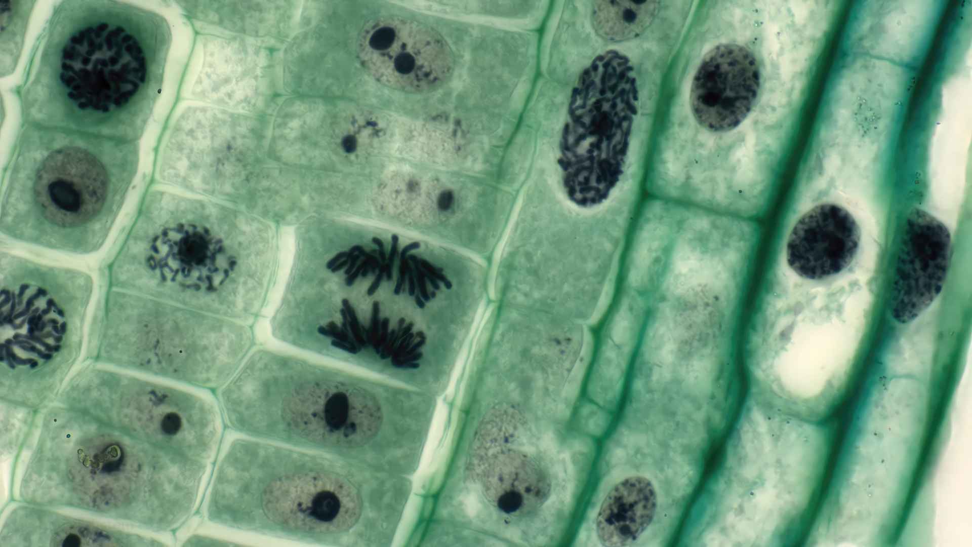 Interactive cell diagram